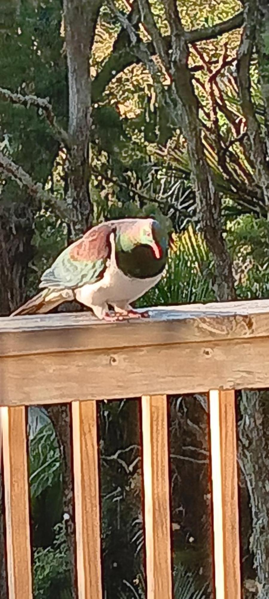Tastebuds Bed N Breakfast Auckland Zewnętrze zdjęcie